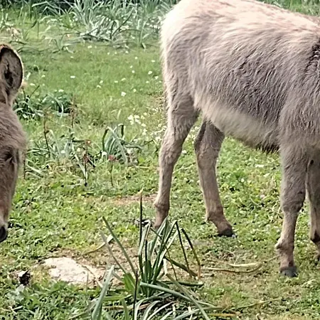 Casa Il Podere テウラーダ
