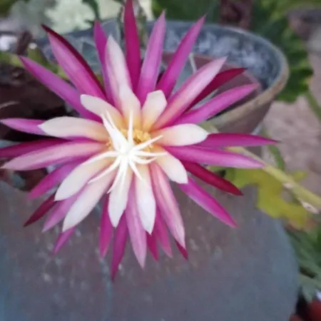 Casa de Férias Casa Il Podere Teulada