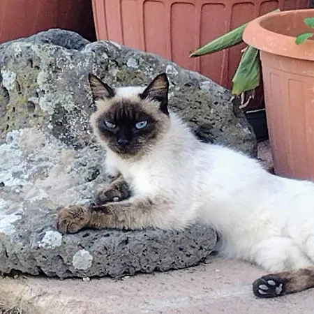 Casa Il Podere Casa de Férias Teulada